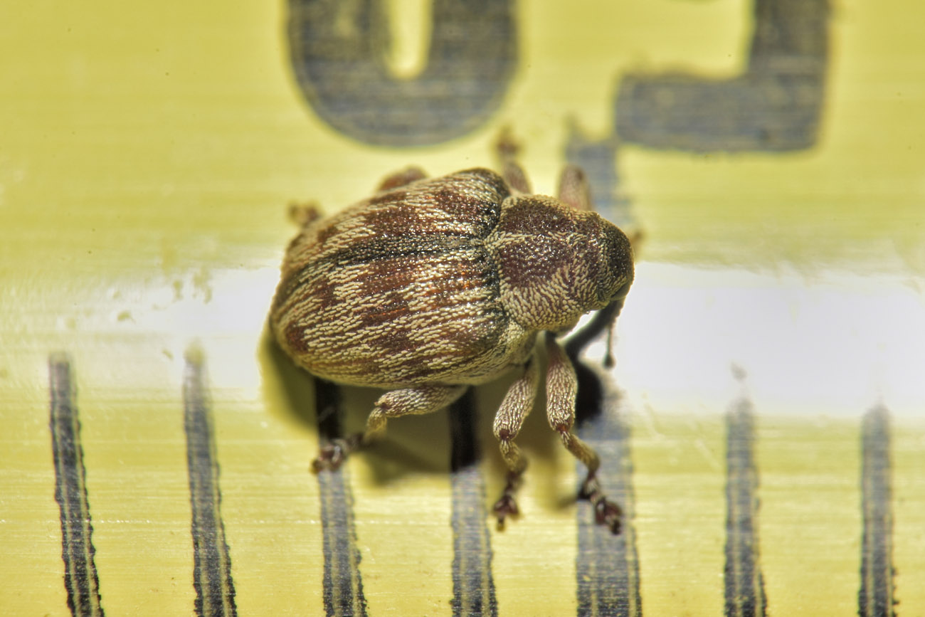 Curculionidae: Coeliodes sp?